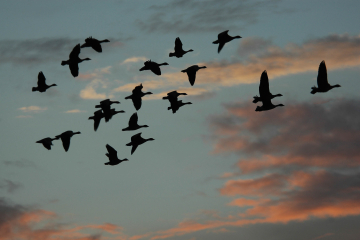 Pink-footed geese in flight WWT.jpg